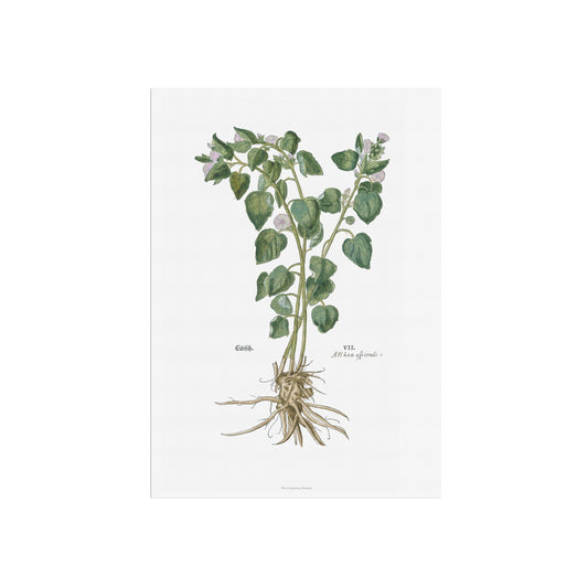 Botanisk Plakat - Læge-Stokrose (Althaea officinalis) - Fra Leonhart Fuchs (1543)