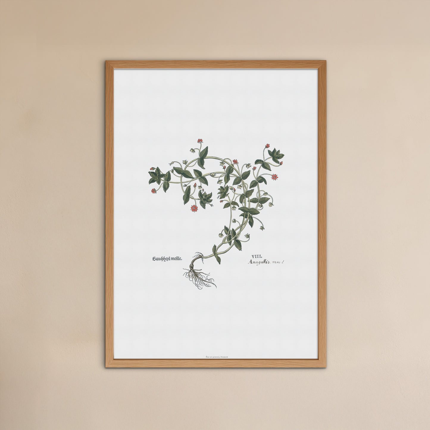 Botanisk Plakat - Rødarve (Anagallis arvensis) - Leonhart Fuchs (1543)