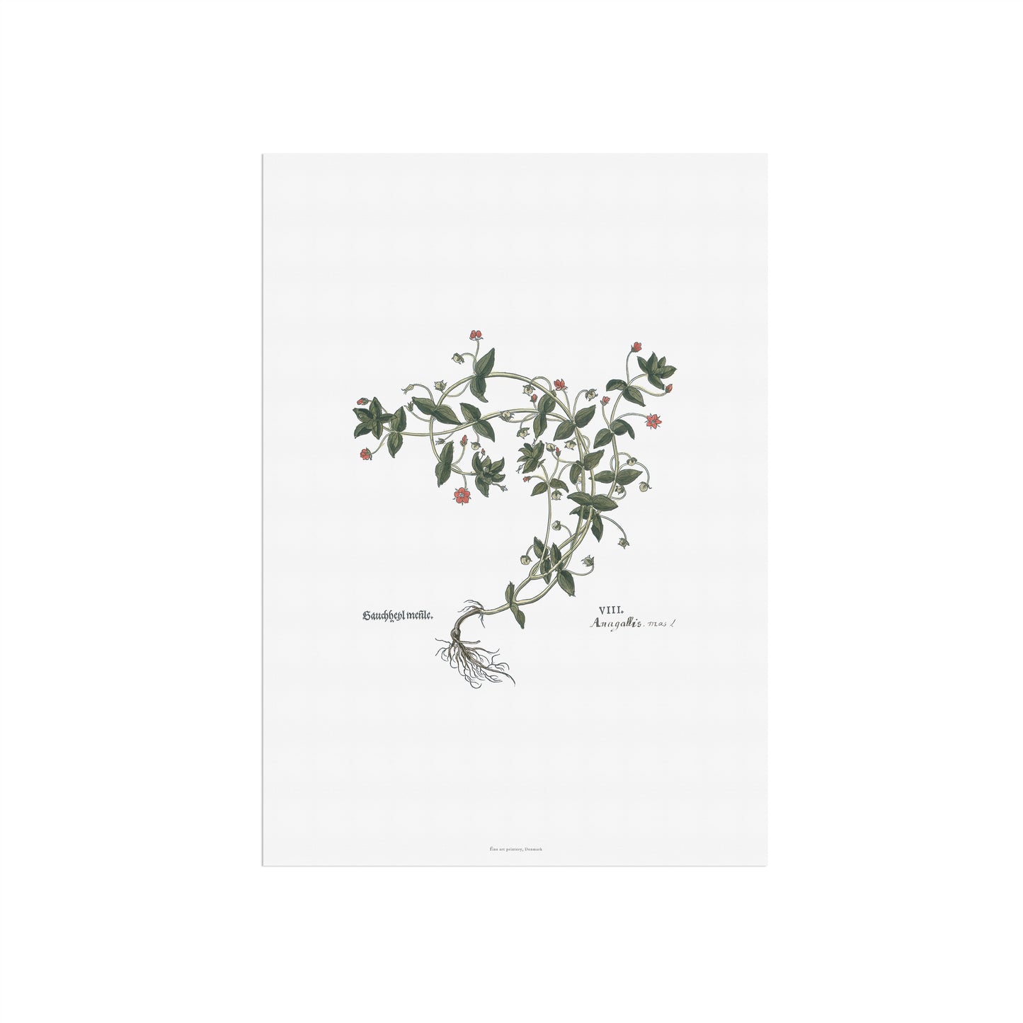 Botanisk Plakat - Rødarve (Anagallis arvensis) - Leonhart Fuchs (1543)