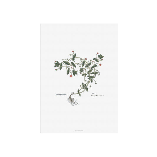 Botanisk Plakat - Rødarve (Anagallis arvensis) - Leonhart Fuchs (1543)
