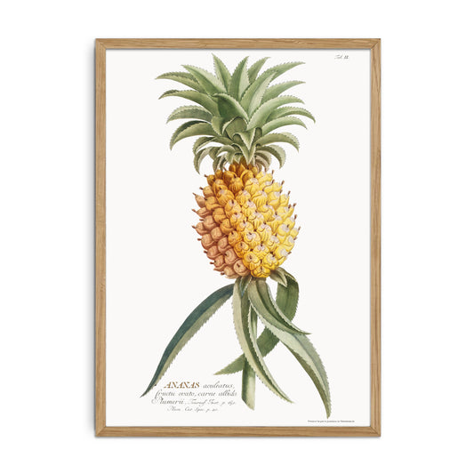 Pineapple comosus (Ananas aculeatus)
