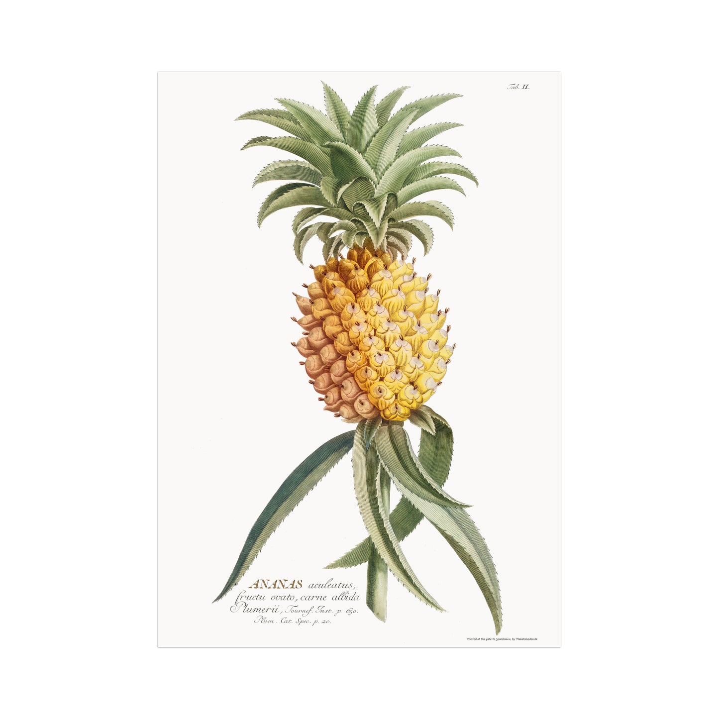 Pineapple comosus (Ananas aculeatus)