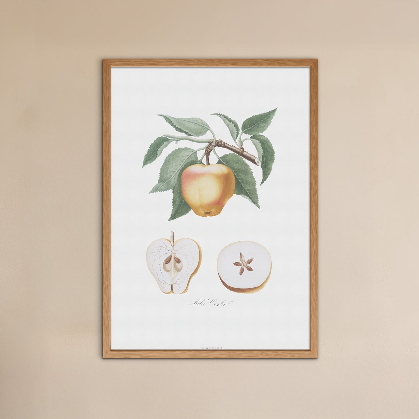 Vintage Æble Plakat - 'Mela Carla' fra Pomona Italiana (1817-1839) | Botanisk Kunst