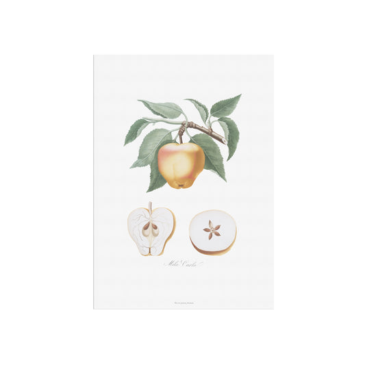 Vintage Æble Plakat - 'Mela Carla' fra Pomona Italiana (1817-1839) | Botanisk Kunst