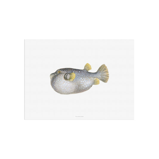 Zoologisk Plakat - Plettet Kuglefisk (Arothron hispidus) - Vintage Illustration (1838)