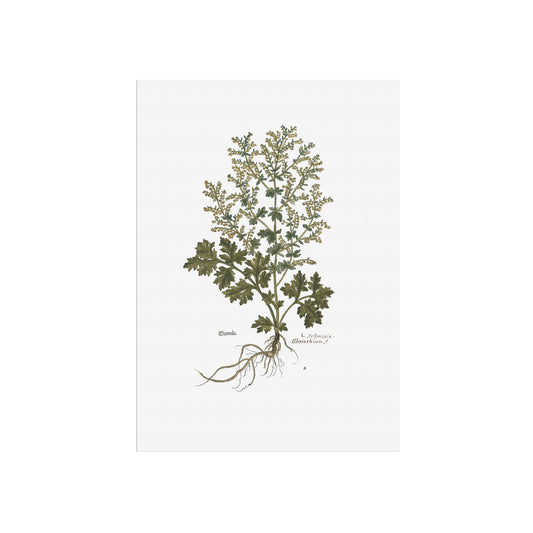 Artemisia absinthium (Malurt) – 1543 Leonhart Fuchs