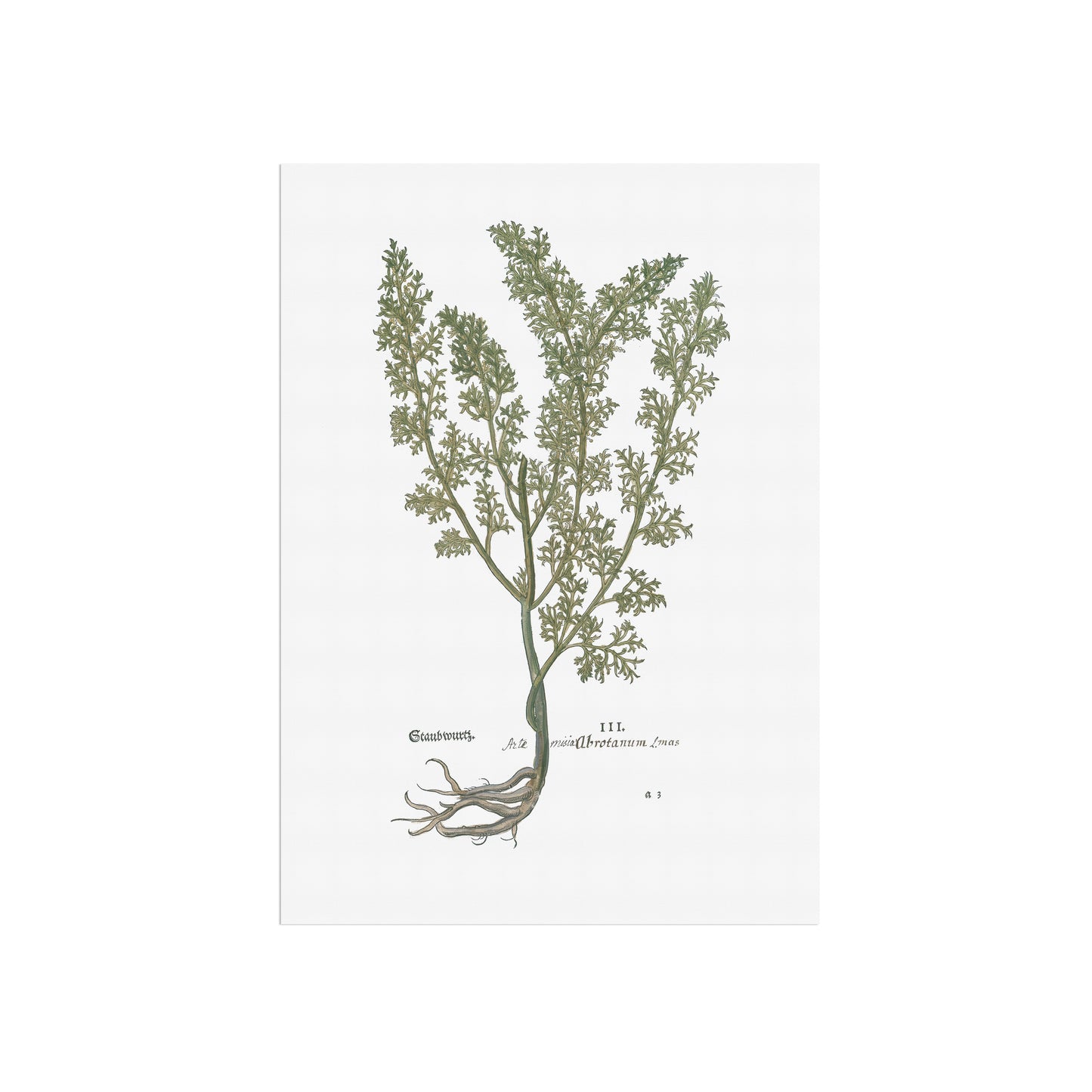 Artemisia abrotanum (Cola-malurt (Ambra)) – 1543 Leonhart Fuchs