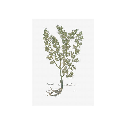 Artemisia abrotanum (Cola-malurt (Ambra)) – 1543 Leonhart Fuchs