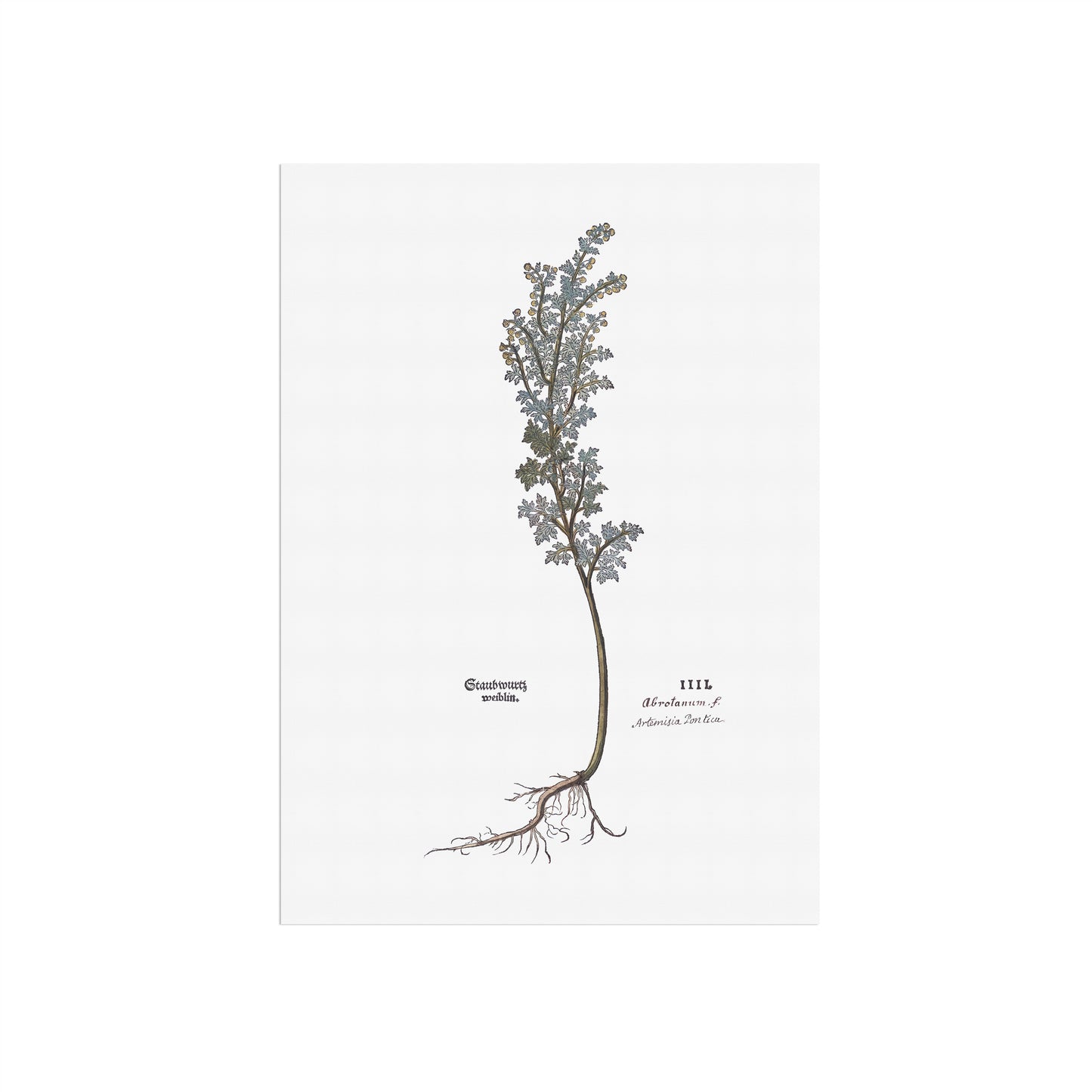 Artemisia pontica (Romersk Malurt) – 1543 Leonhart Fuchs
