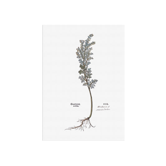 Artemisia pontica (Romersk Malurt) – 1543 Leonhart Fuchs