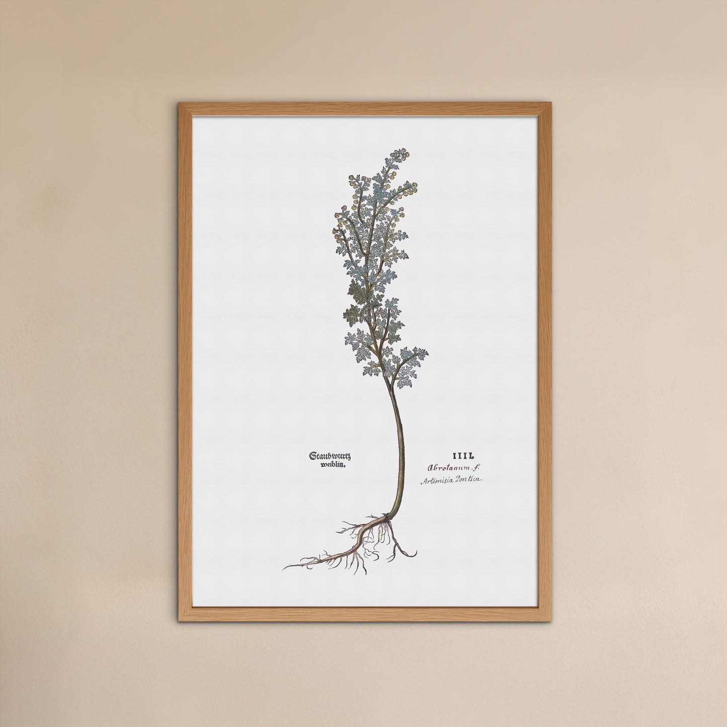 Artemisia pontica (Romersk Malurt) – 1543 Leonhart Fuchs