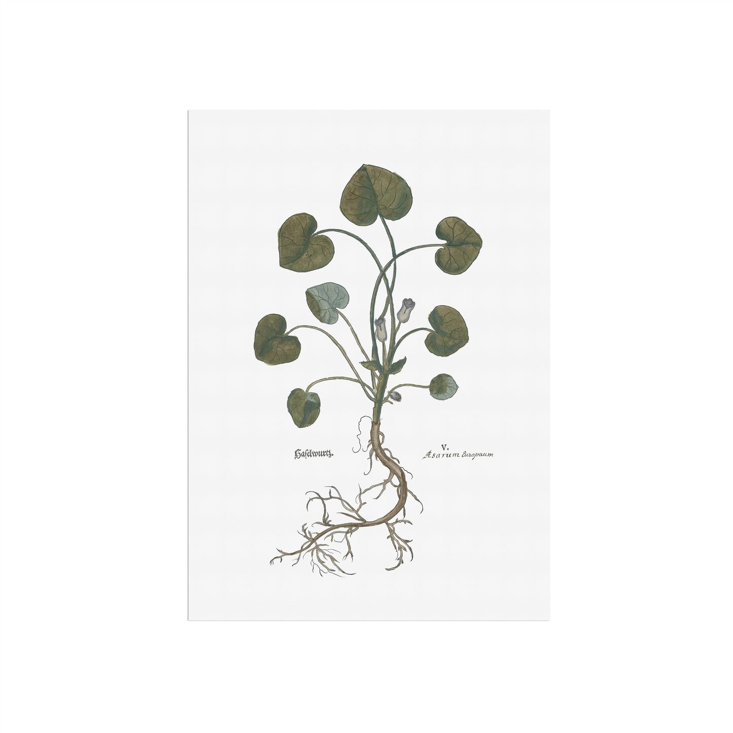 Asarum europaeum (Hasselurt) – 1543 Leonhart Fuchs