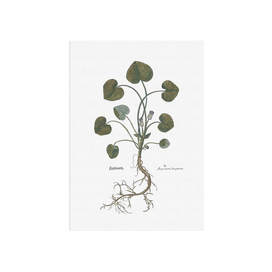 Asarum europaeum (Hasselurt) – 1543 Leonhart Fuchs