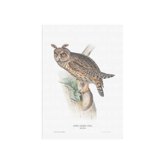 Long-eared owl - Asio otus