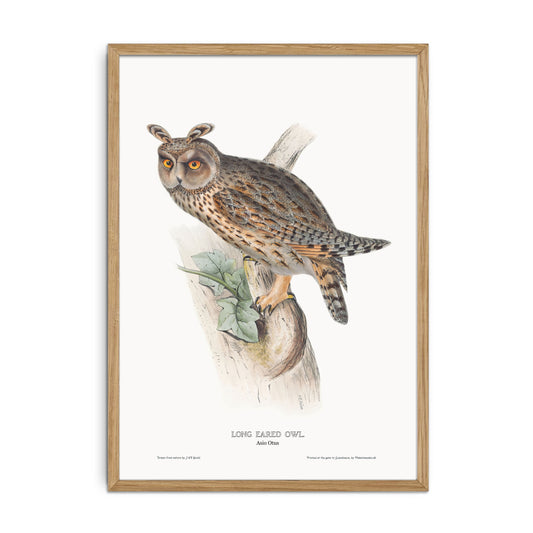 Long-eared owl - Asio otus