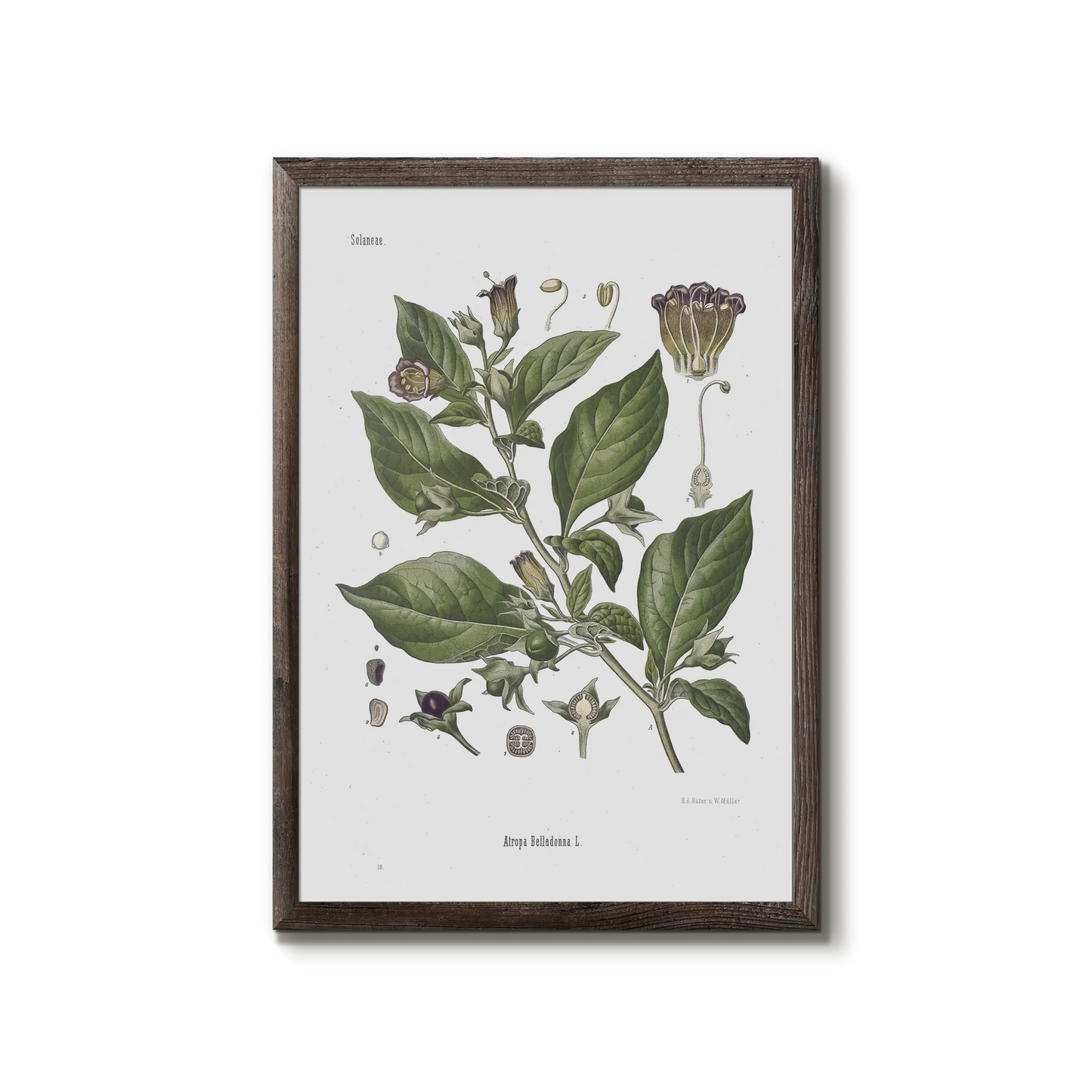 Galnebær fra Köhler's Medizinal-Pflanzen / Atropa Belladonna