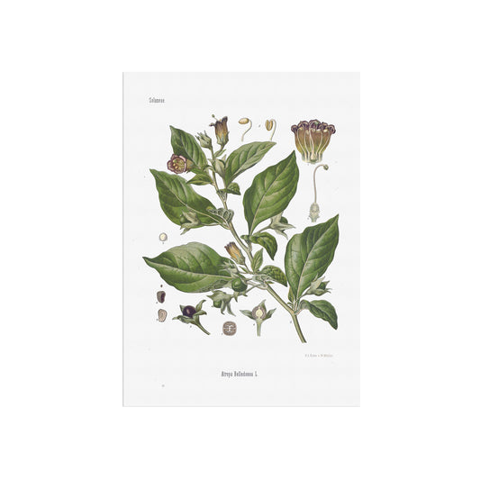 Deadly Nightshade from Köhler's Medizinal-Pflanzen / Atropa Belladonna