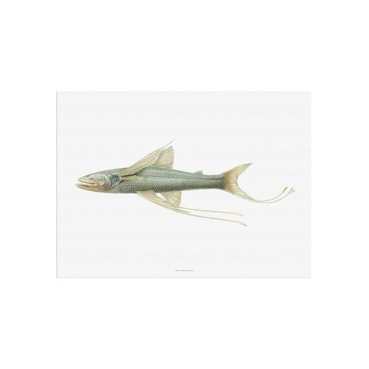 Vintage Trefodsfisk Plakat - Bathypterois viridensis (1919) | Dybhavs Plakat