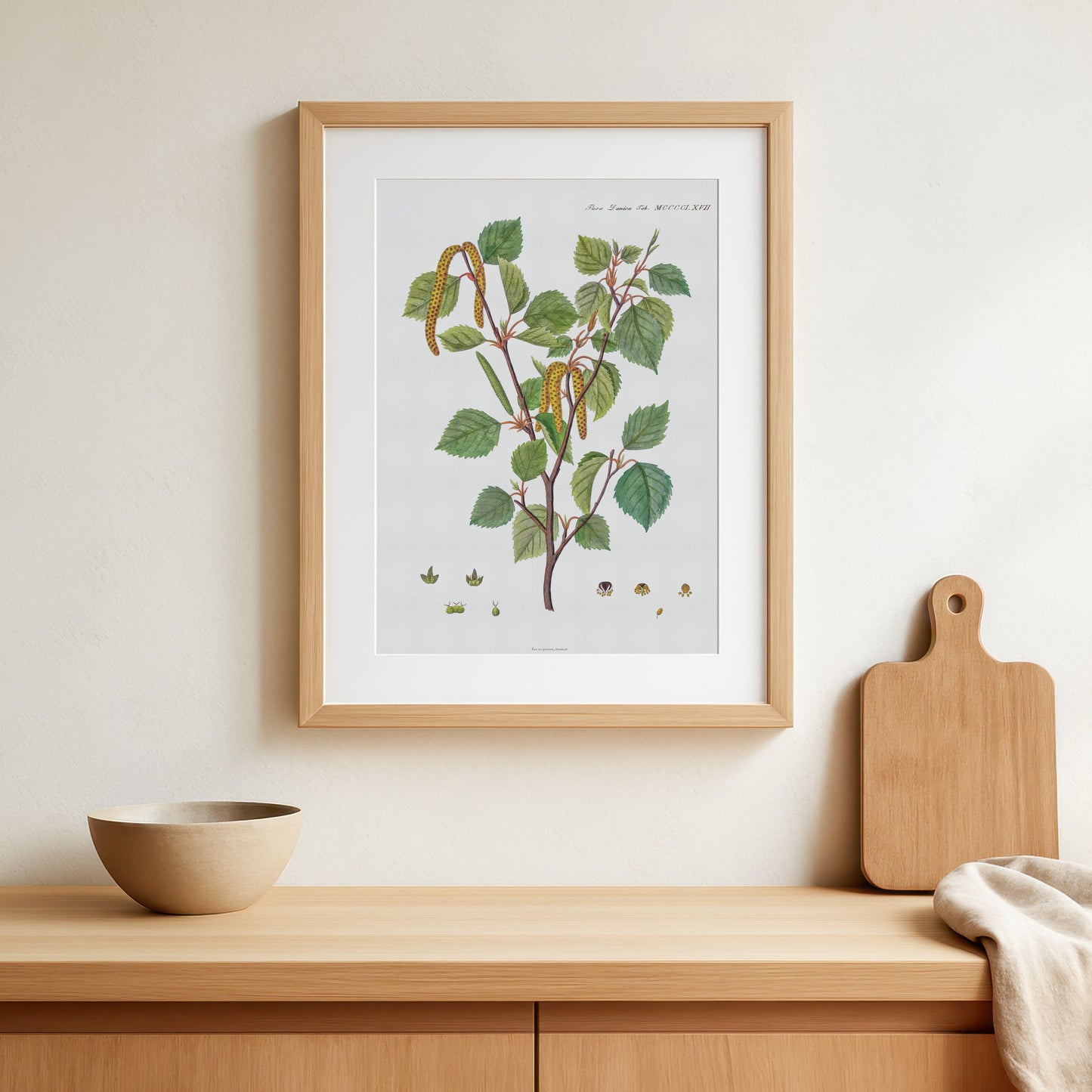 Birk Plakat - Flora Danica - Dunbirk (Betula pubescens) 1813-1820