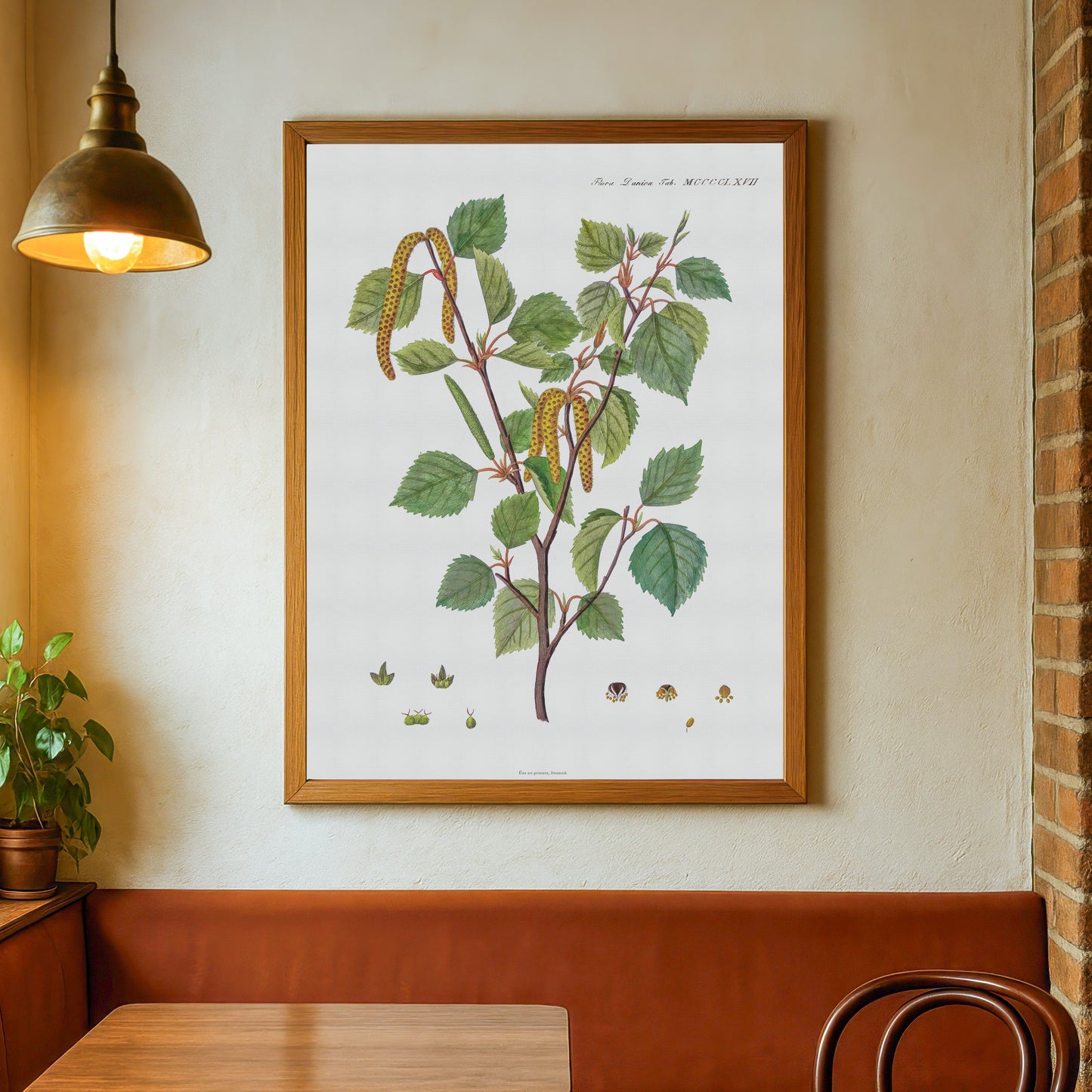 Birk Plakat - Flora Danica - Dunbirk (Betula pubescens) 1813-1820