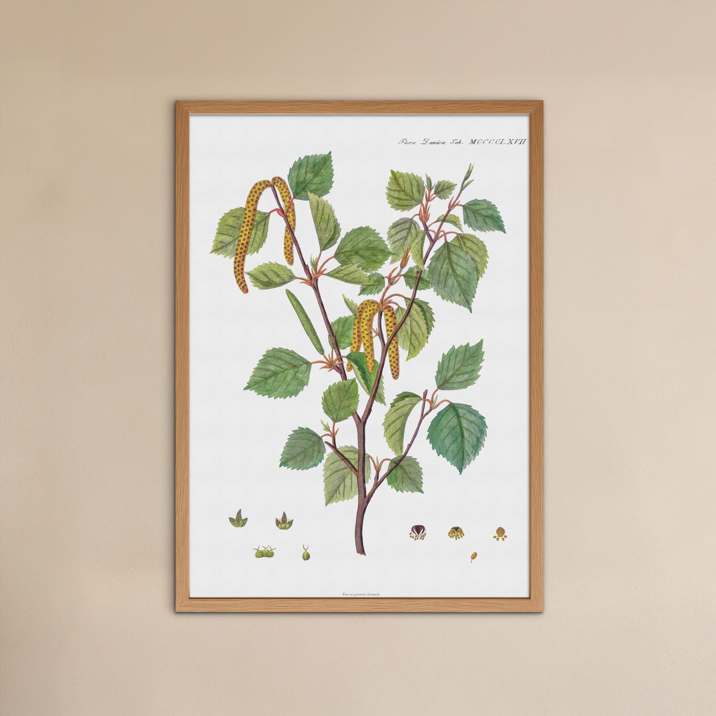 Birk Plakat - Flora Danica - Dunbirk (Betula pubescens) 1813-1820
