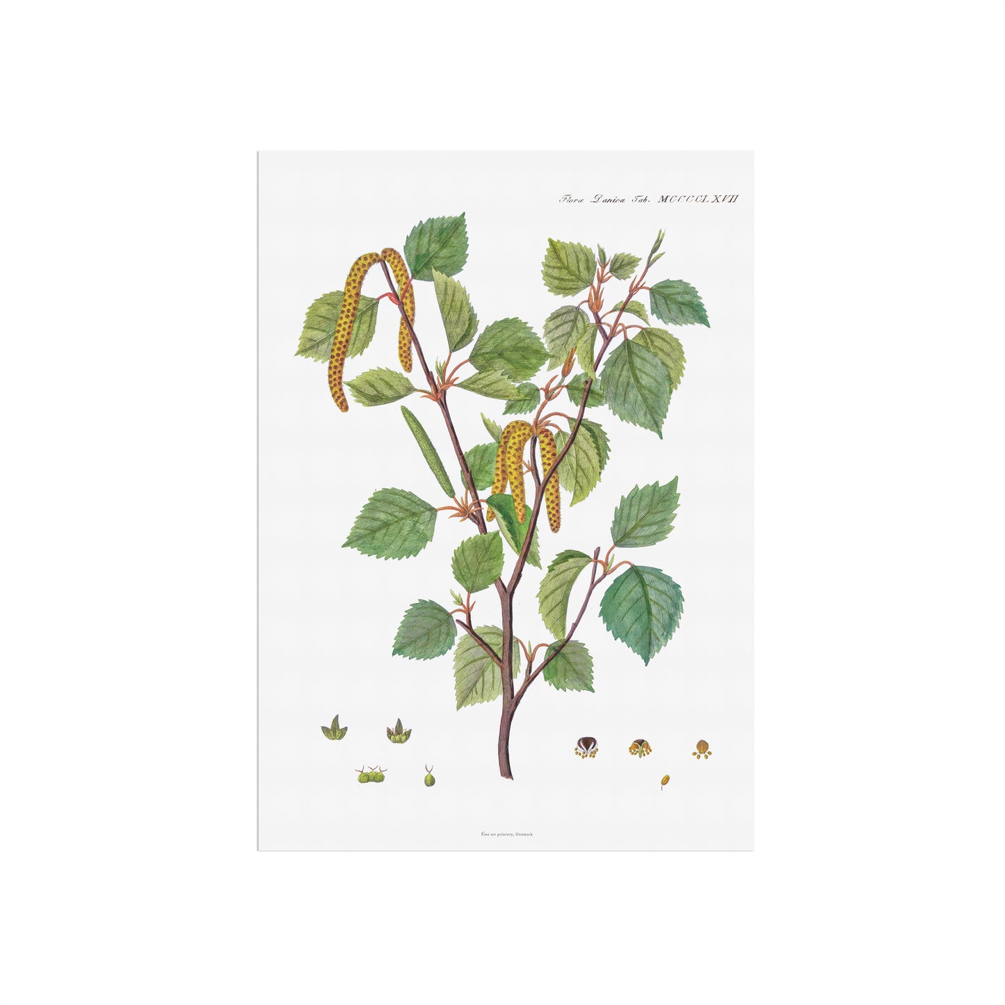 Birk Plakat - Flora Danica - Dunbirk (Betula pubescens) 1813-1820
