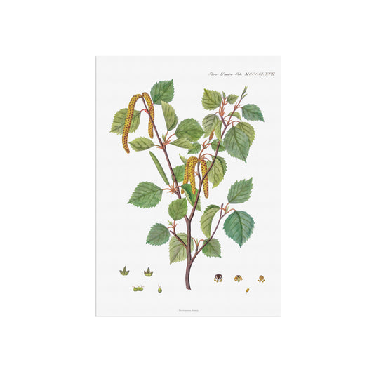 Birk Plakat - Flora Danica - Dunbirk (Betula pubescens) 1813-1820
