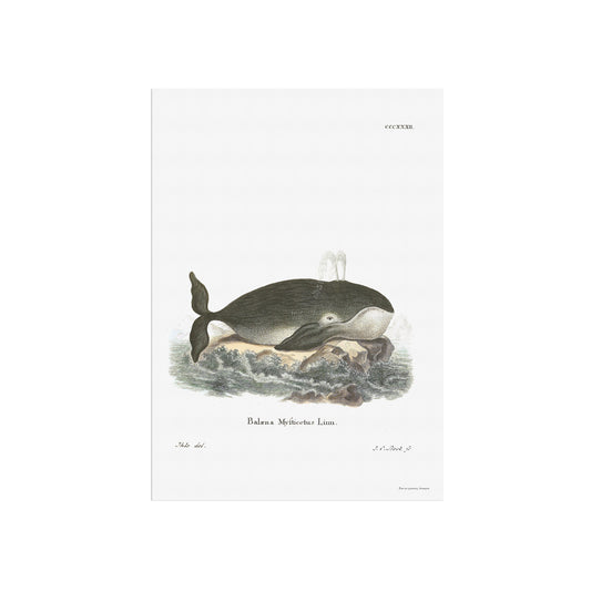 The bowhead whale from a German book on Zoology from 1835