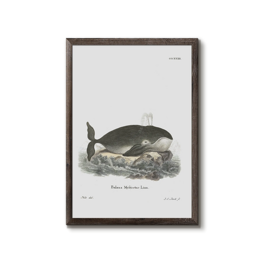 Grønlandshvalen fra tysk bog om Zoologi fra 1835
