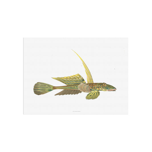 Callionymus lyra - Dragonet