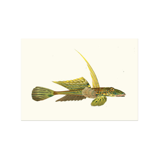 Callionymus lyra - Stribet fløjfisk
