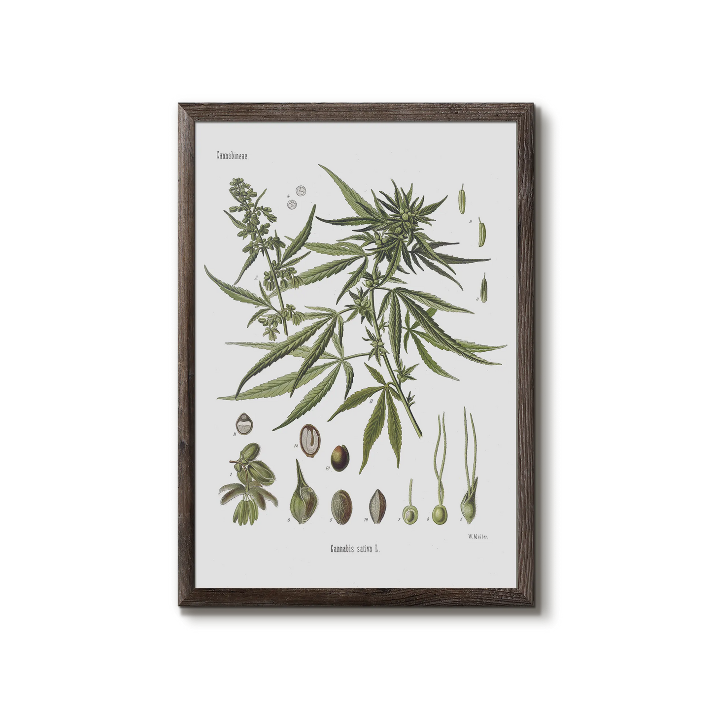 Hemp from Köhler's Medizinal-Pflanzen / Cannabis sativa