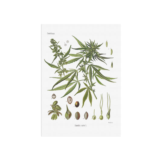 Hemp from Köhler's Medizinal-Pflanzen / Cannabis sativa