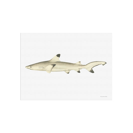 Blacktip reef shark - Carcharhinus melanopterus