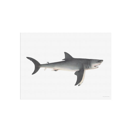 The great white shark - Carcharodon carcharias