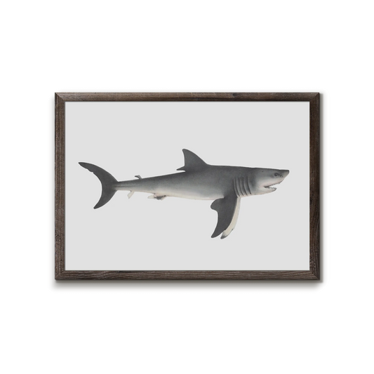 The great white shark - Carcharodon carcharias