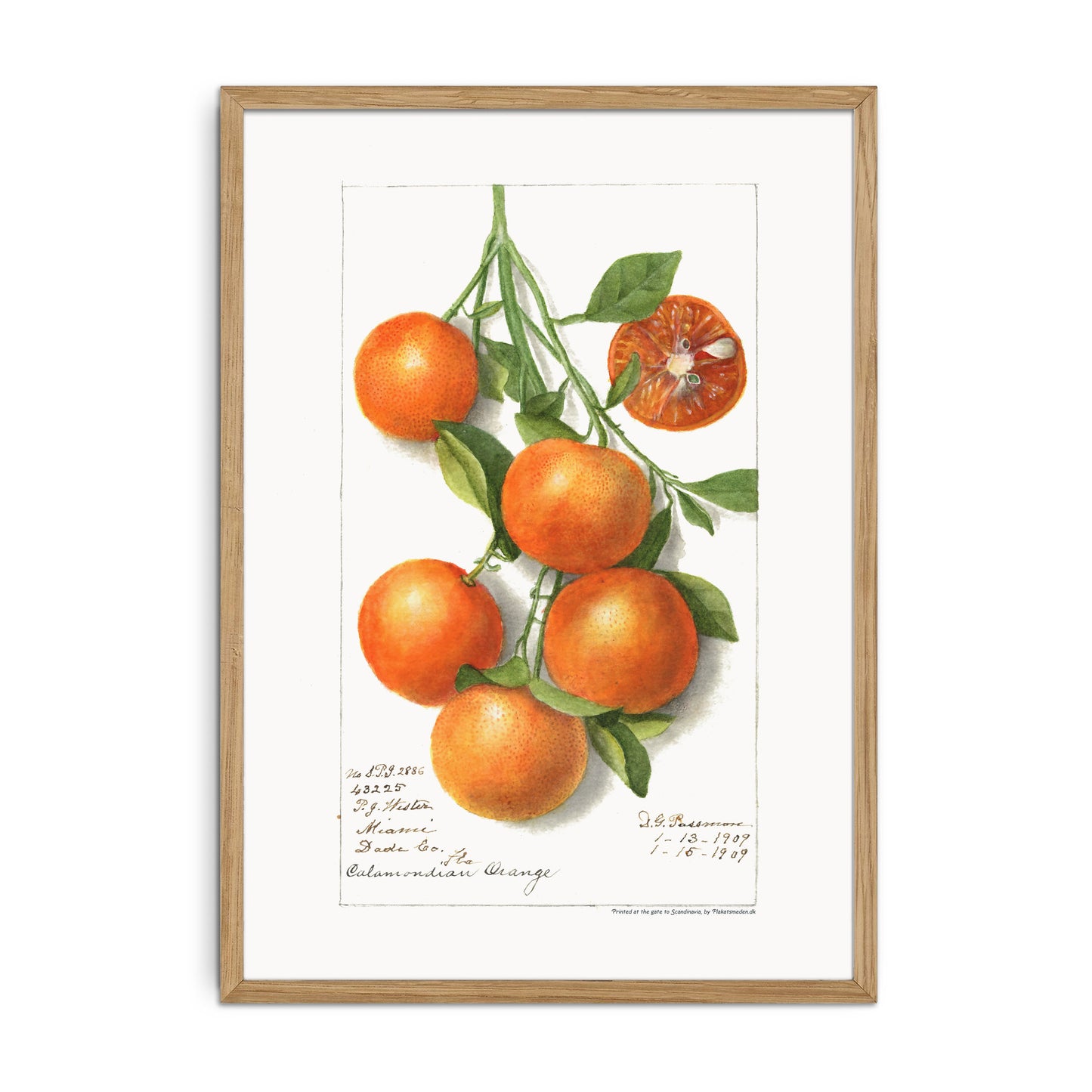 Citrus Calamondian - Calamondin - Filippinsk Citron