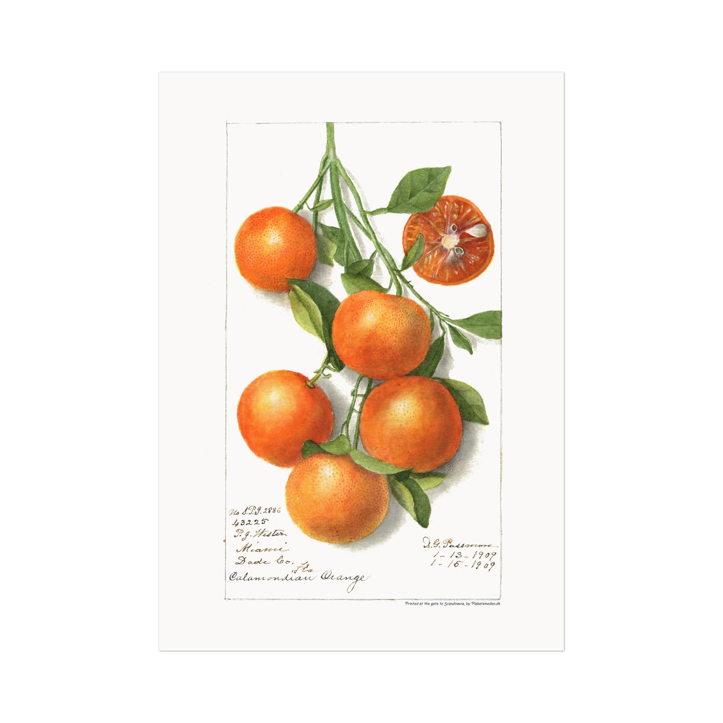 Citrus Calamondian - Calamondin - Filippinsk Citron