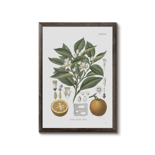 Ponerans fra Köhler's Medizinal-Pflanzen / Citrus aurantium