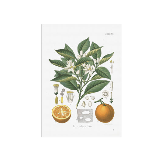 Bitter Orange from Köhler's Medizinal-Pflanzen / Citrus aurantium