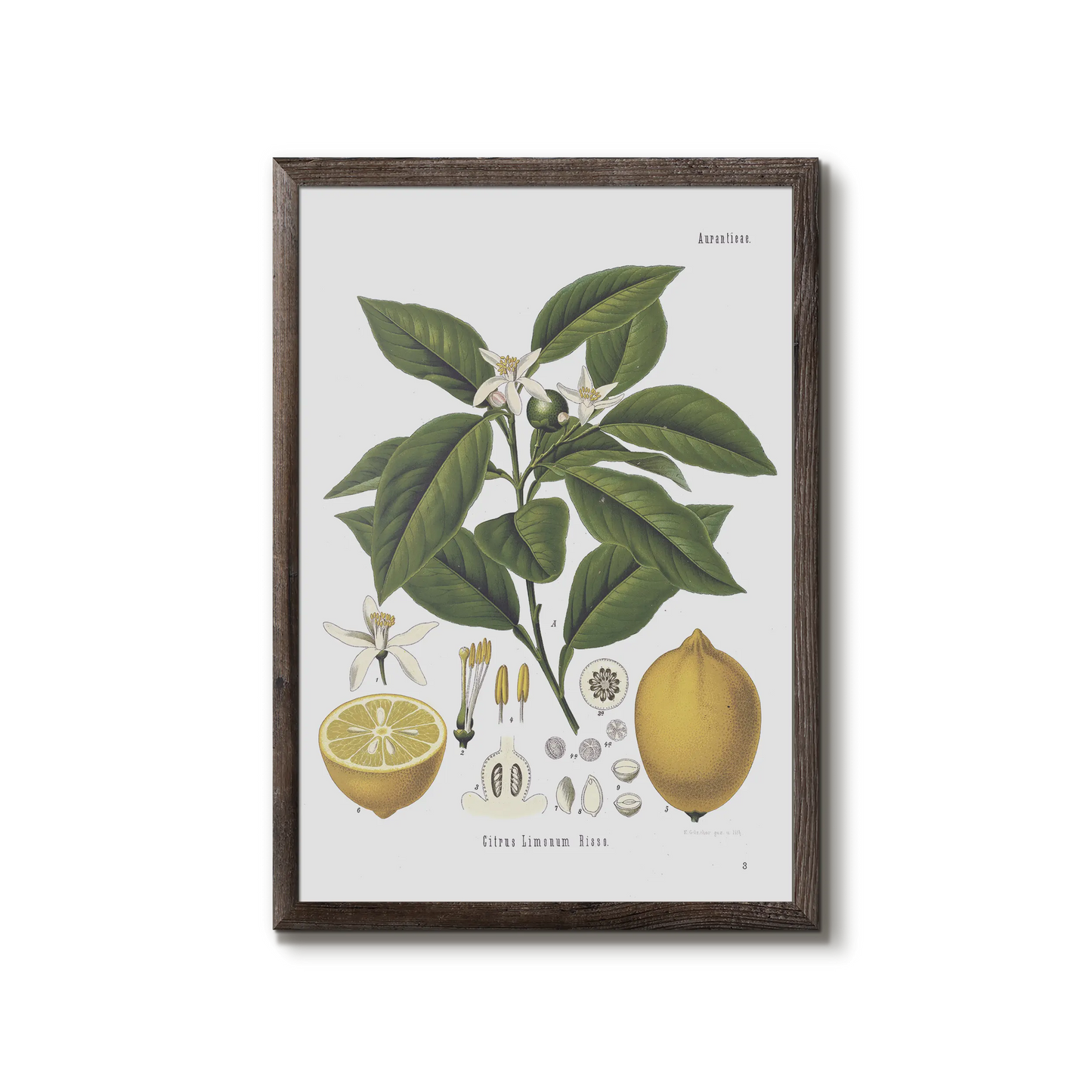 Citron fra Köhler's Medizinal-Pflanzen / Citrus limon