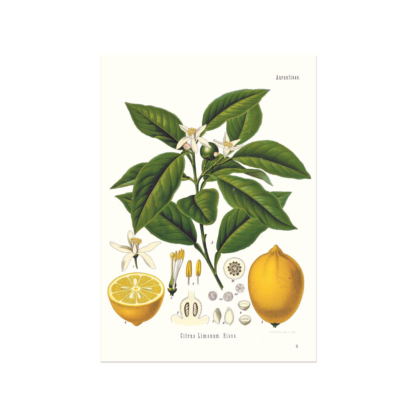Citron fra Köhler's Medizinal-Pflanzen / Citrus limon