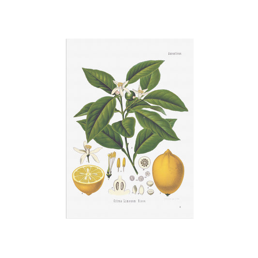 Lemon from Köhler's Medizinal-Pflanzen / Citrus limon