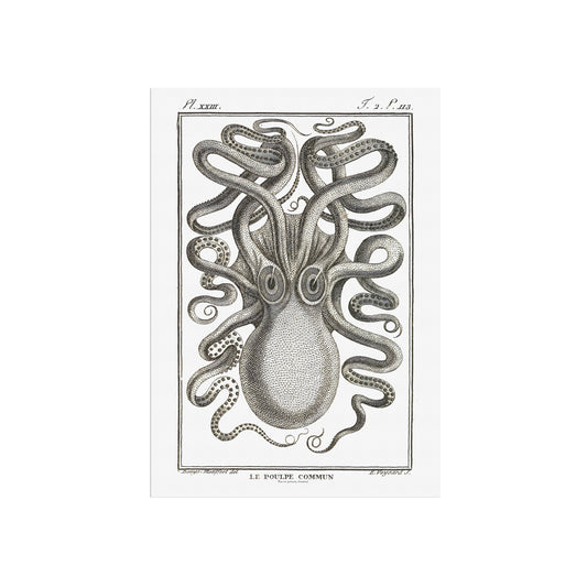 Octopus - Octopus vulgaris, 1802