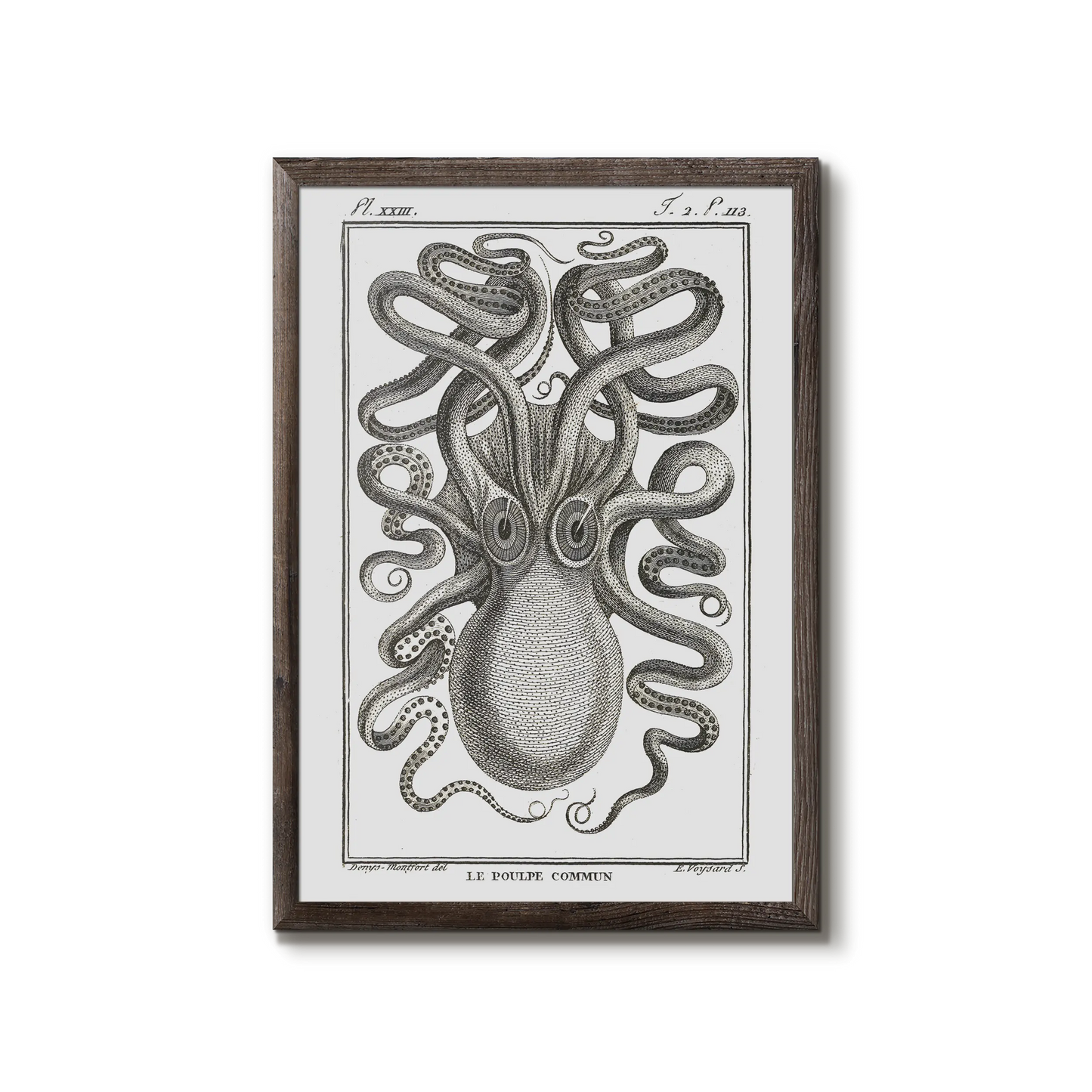 Blæksprutte - Octopus vulgaris, 1802