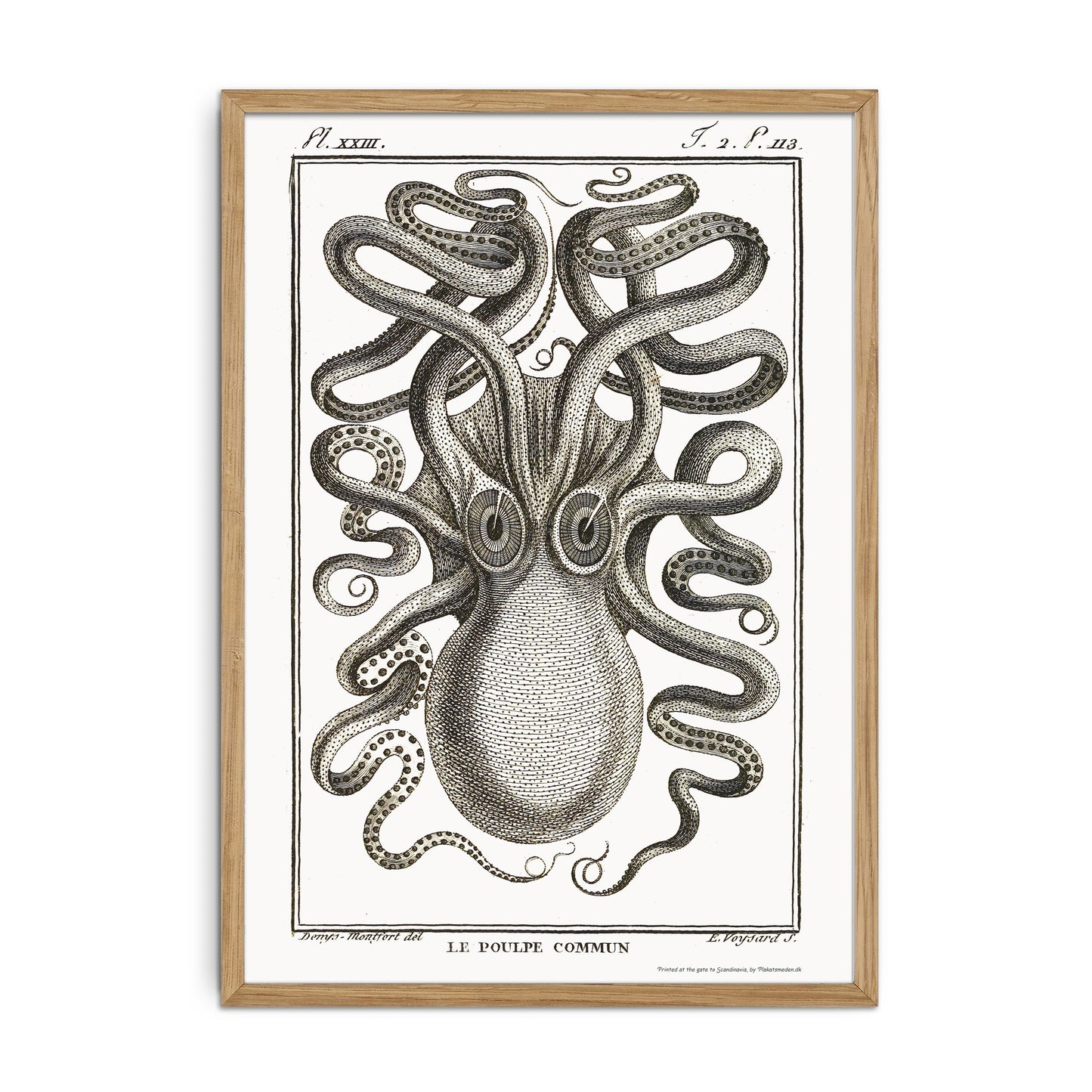 Blæksprutte - Octopus vulgaris, 1802