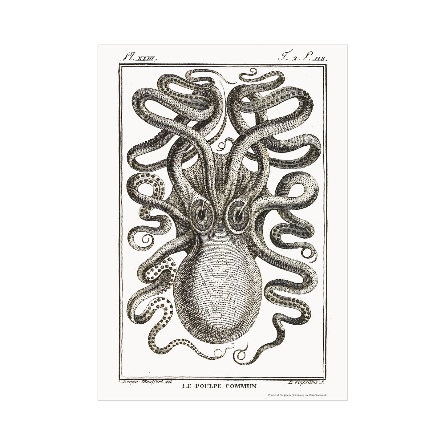 Octopus - Octopus vulgaris, 1802
