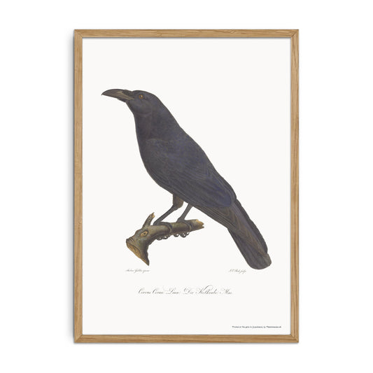 The beautiful raven, Corvus corax - 1805