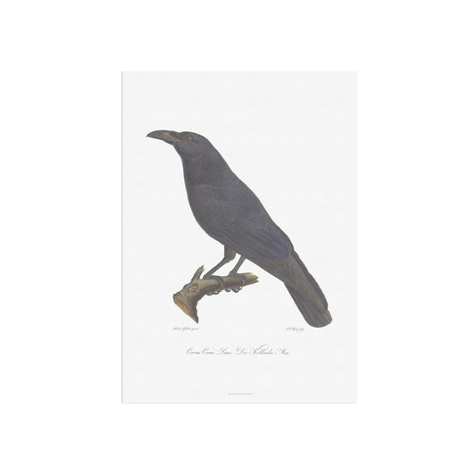 The beautiful raven, Corvus corax - 1805
