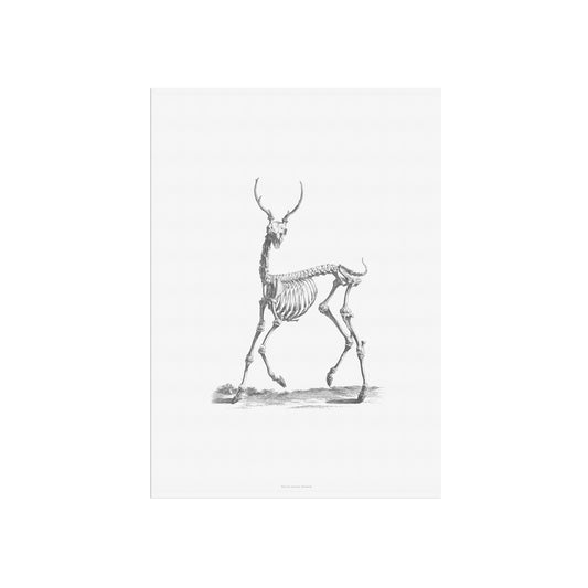 Skeleton of a deer
